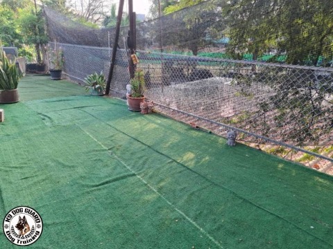 ศูนย์ฝึกสุนัขใกล้ฉัน กรุงเทพ